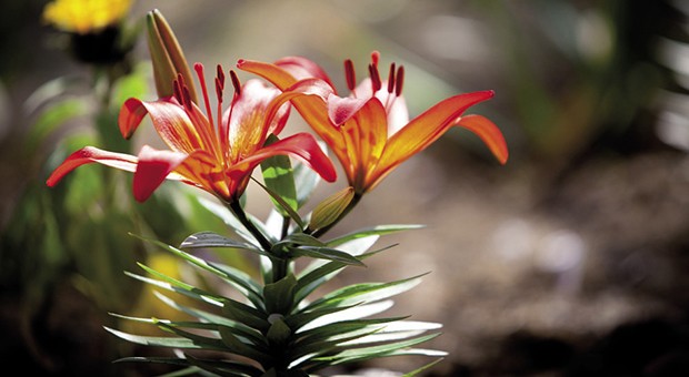 Invasioni Botaniche
