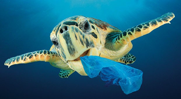 Plastica in mare: è emergenza planetaria. Wwf Italia lancia  una petizione per liberare i mari