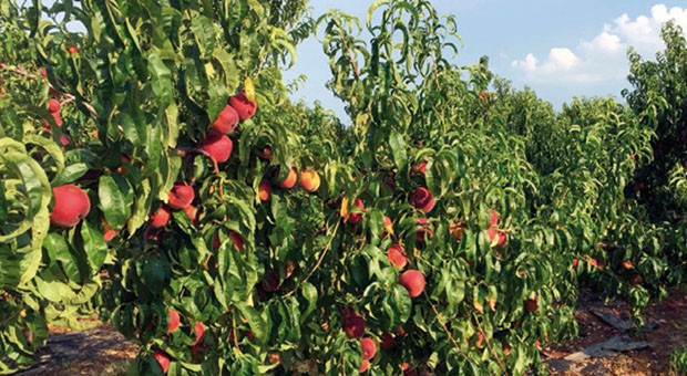Pesche, è tempo di autoraccolta